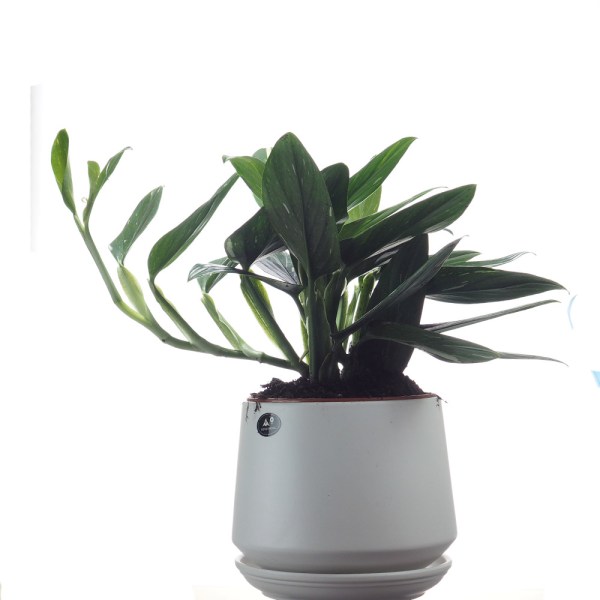 Table Plants